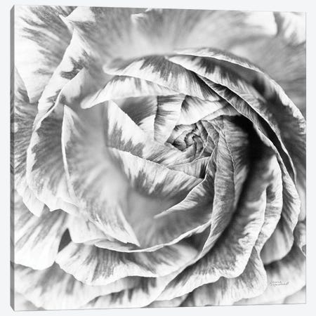 Ranunculus Abstract IV BW Light Canvas Print #URA37} by Laura Marshall Canvas Artwork