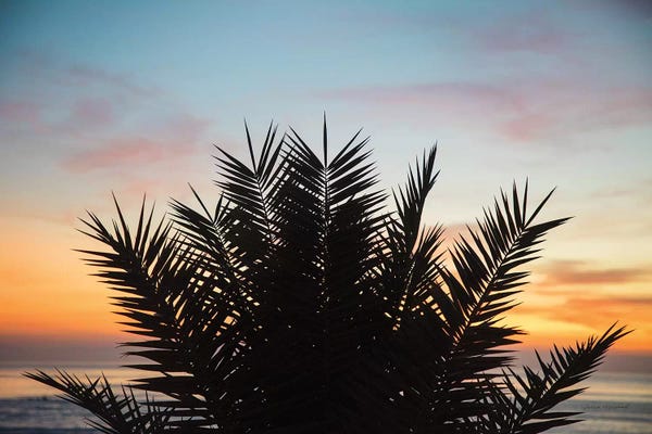 Laura Marshall: Sunset Palms II by Laura Marshall