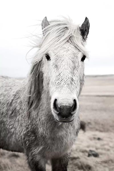 Laura Marshall: Heida I BW by Laura Marshall