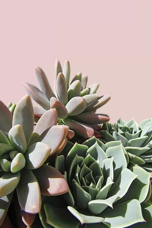 Pink Green Succulents