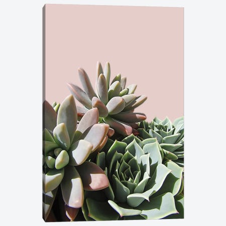 Pink Green Succulents Canvas Print #URE179} by Urban Epiphany Canvas Art Print