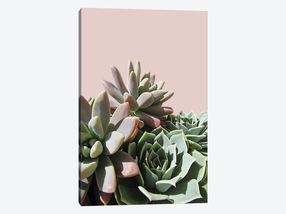 Pink Green Succulents by Urban Epiphany 1-piece Canvas Print