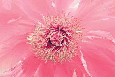 Pink Peony French Macaroon by Urban Epiphany art print