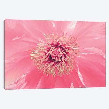 Pink Peony French Macaroon Canvas Print #URE183} by Urban Epiphany Canvas Art
