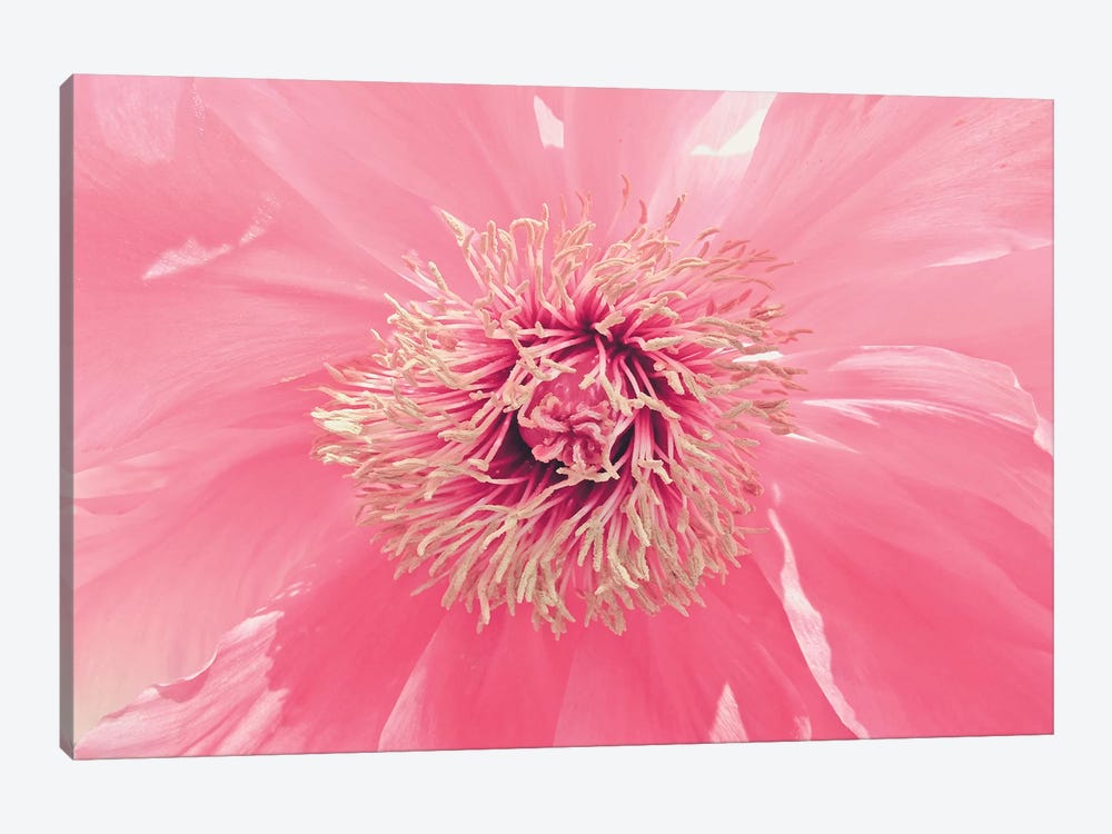 Pink Peony French Macaroon by Urban Epiphany 1-piece Canvas Wall Art