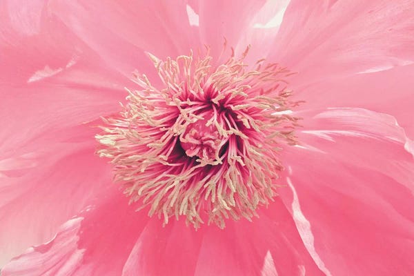 Pink Peony French Macaroon