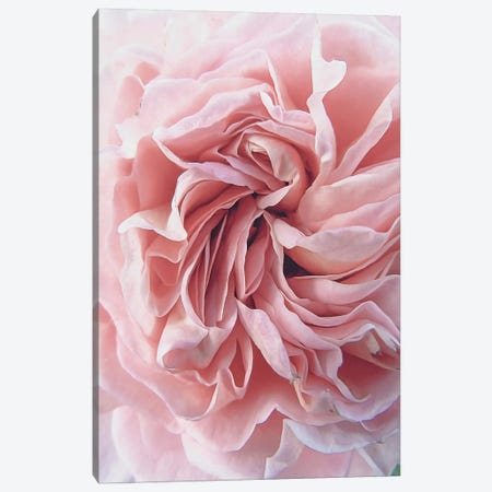 Rose Canvas Print #URE191} by Urban Epiphany Canvas Print