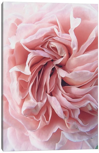 Rose Canvas Art Print - Shabby Chic Décor