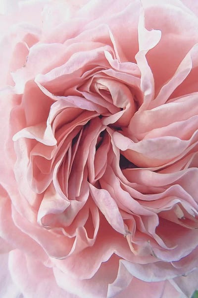 A.D. Lines Eurogroup Inc.: Rose by Urban Epiphany