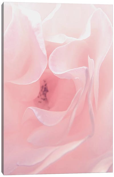 Rose Close Up II Canvas Art Print - Pink Art