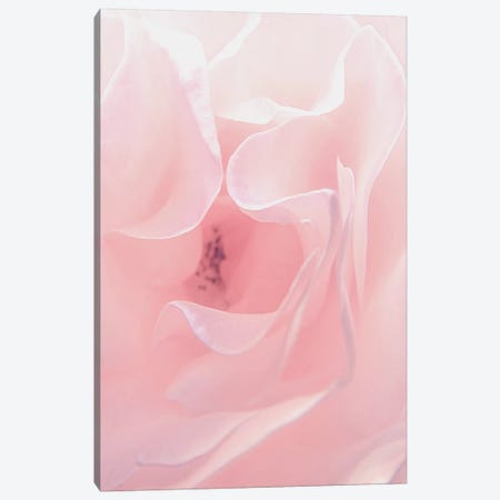 Rose Close Up II Canvas Print #URE192} by Urban Epiphany Canvas Print