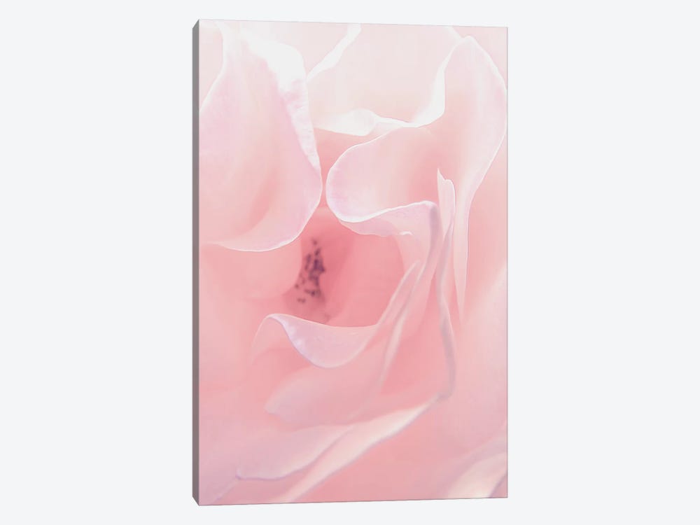 Rose Close Up II by Urban Epiphany 1-piece Canvas Wall Art