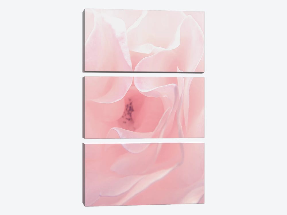 Rose Close Up II by Urban Epiphany 3-piece Canvas Art