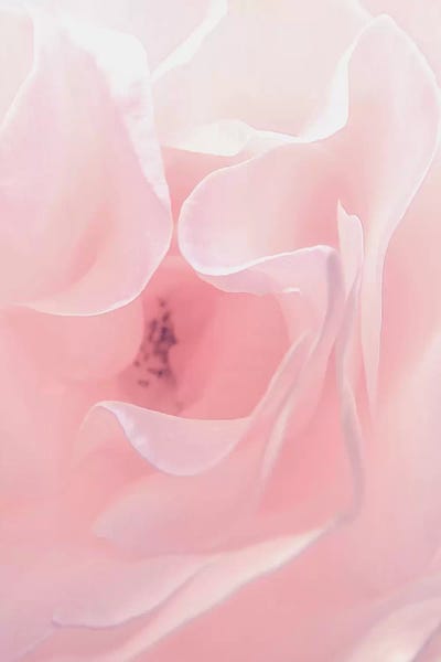 Macro Photography: Rose Close Up II by Urban Epiphany