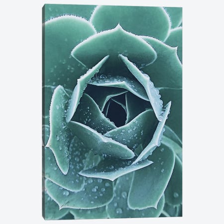 Succulent With Dew I Canvas Print #URE220} by Urban Epiphany Art Print