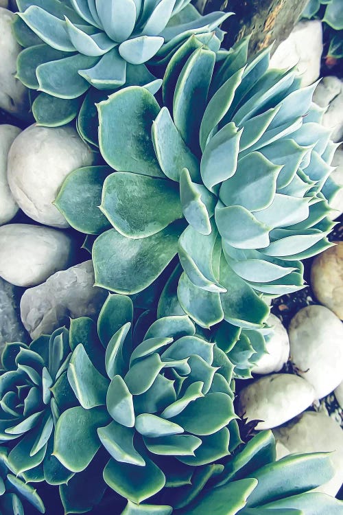 Succulents  by Urban Epiphany wall art