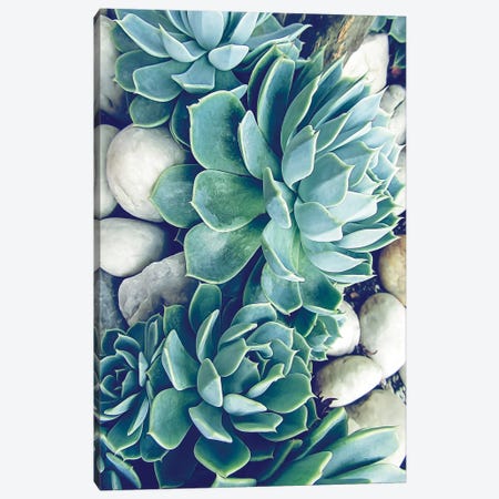 Succulents  Canvas Print #URE221} by Urban Epiphany Canvas Print
