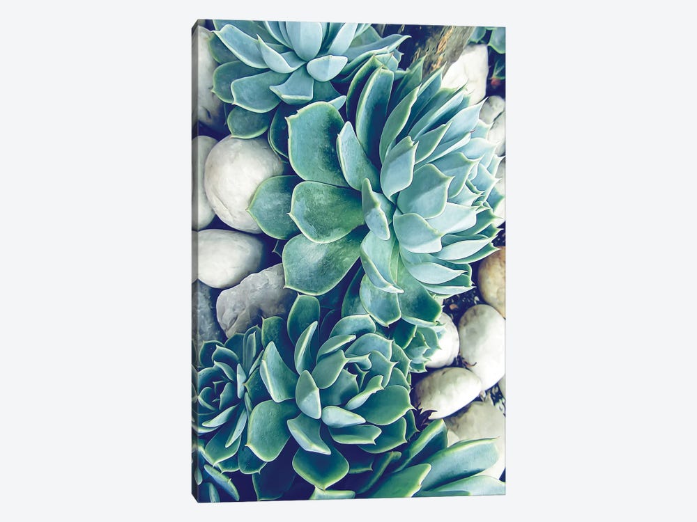 Succulents  by Urban Epiphany 1-piece Canvas Art