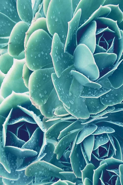 Succulents With Dew II by Urban Epiphany wall art