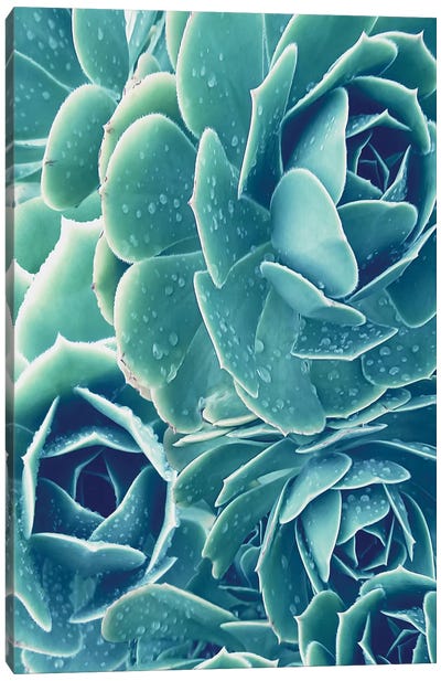 Succulents With Dew II Canvas Art Print - Urban Epiphany