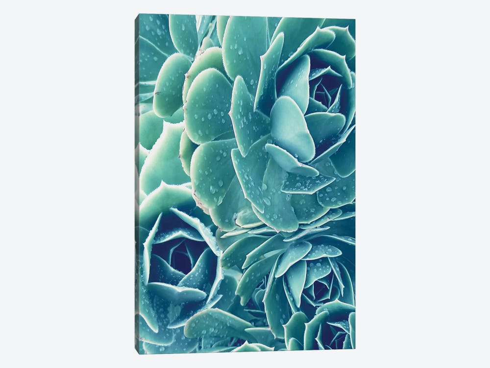 Succulents With Dew II by Urban Epiphany 1-piece Canvas Print