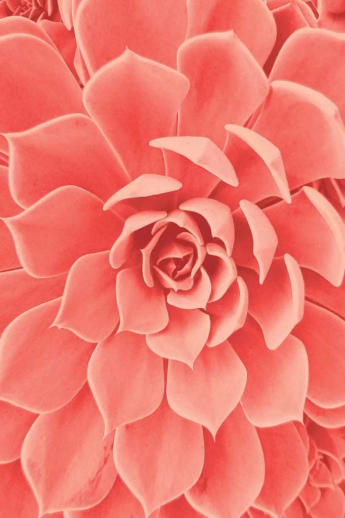 Coral Succulent by Urban Epiphany wall art