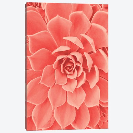 Coral Succulent Canvas Print #URE54} by Urban Epiphany Canvas Wall Art