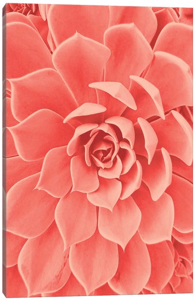 Coral Succulent Canvas Art Print - Succulent Art