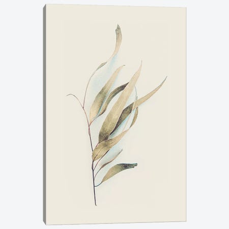 Gum Leaves Canvas Print #URE89} by Urban Epiphany Canvas Art