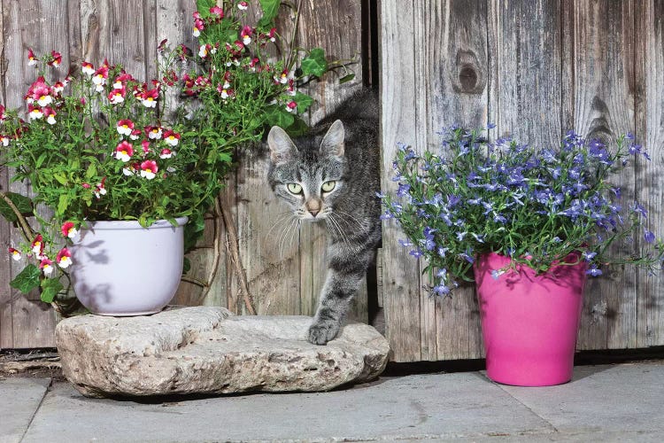 Domestic Cat Female Tabby Emerging From Shed, Lower Saxony, Germany