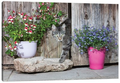 Domestic Cat Female Tabby Emerging From Shed, Lower Saxony, Germany Canvas Art Print - Tabby Cat Art