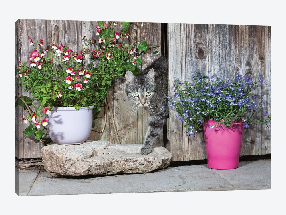 Domestic Cat Female Tabby Emerging From Shed, Lower Saxony, Germany by Duncan Usher 1-piece Art Print