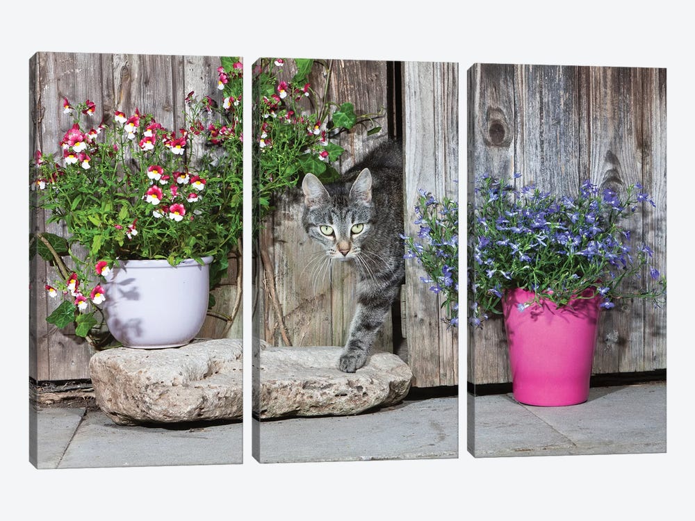 Domestic Cat Female Tabby Emerging From Shed, Lower Saxony, Germany by Duncan Usher 3-piece Canvas Print