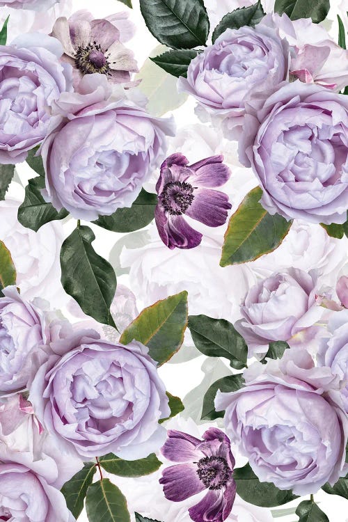 Purple Real Roses