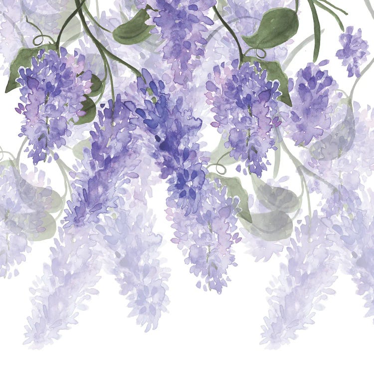 Purple Wisteria