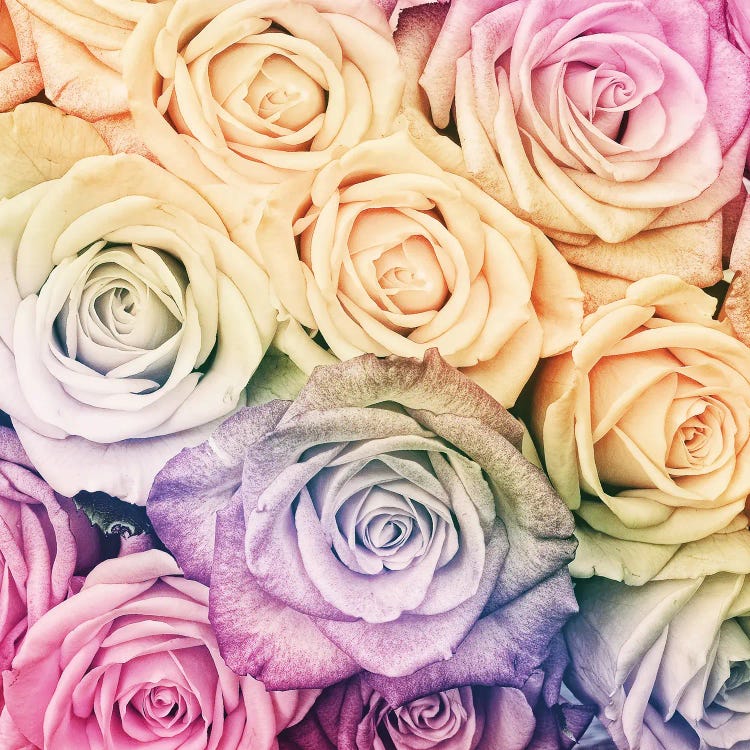 Rainbow Real Roses