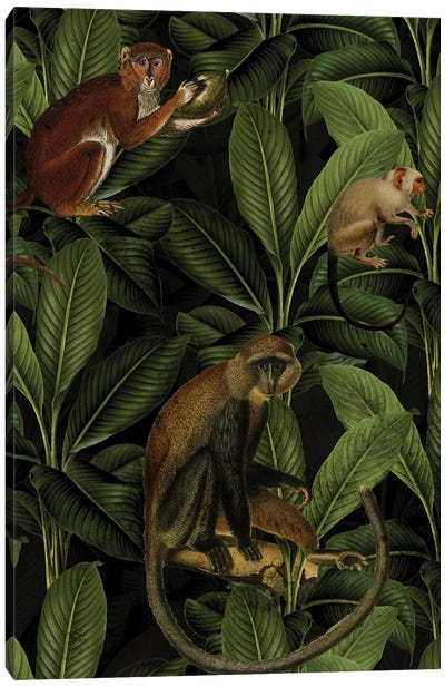 Vintage Monkey Jungle Canvas Art Print - Primate Art