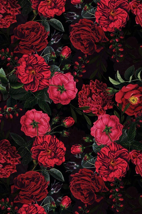 Lush Midnight Baroque Rose Garden