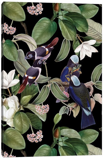 Exotic Blue Birds With Magnolia Flowers - Black Canvas Art Print - Magnolia Art