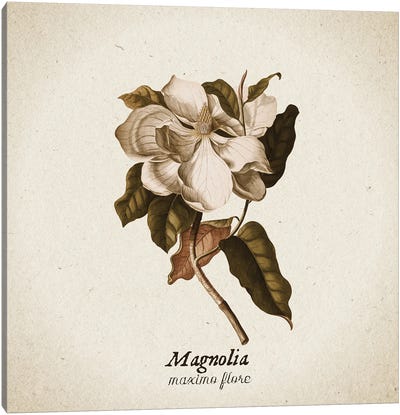 Vintage Illustration Magnolia Maximo Flore Canvas Art Print - Magnolia Art