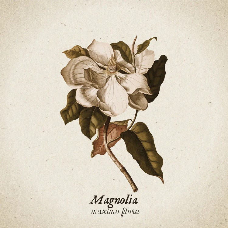 Vintage Illustration Magnolia Maximo Flore