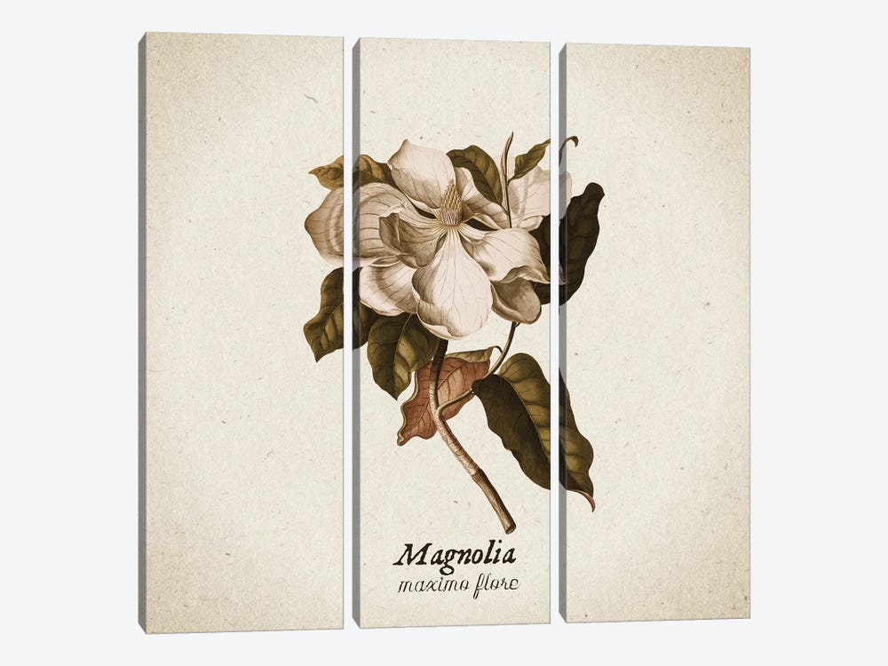 Vintage Illustration Magnolia Maximo Flore by UtArt 3-piece Canvas Artwork