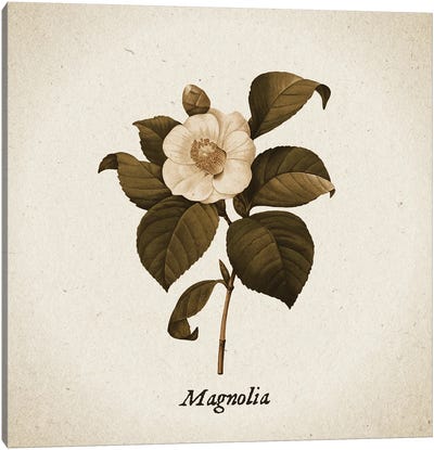 Vintage Illustration Magnolia Canvas Art Print - Magnolia Art