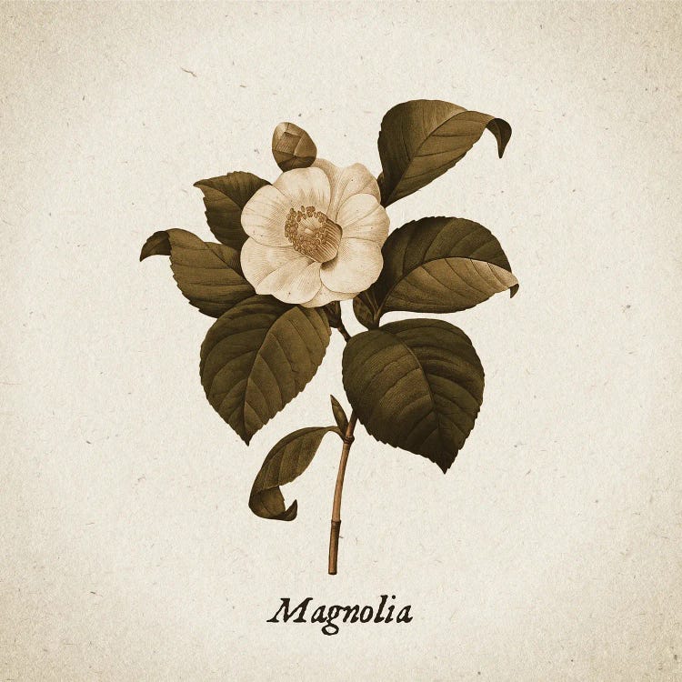 Vintage Illustration Magnolia