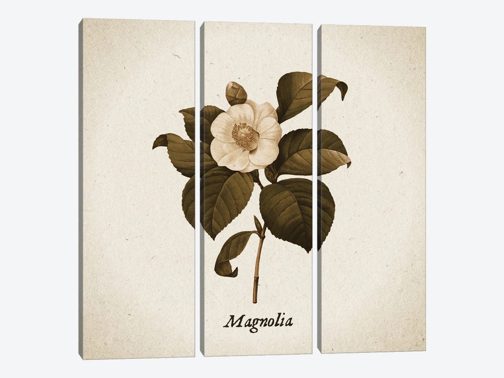 Vintage Illustration Magnolia by UtArt 3-piece Art Print