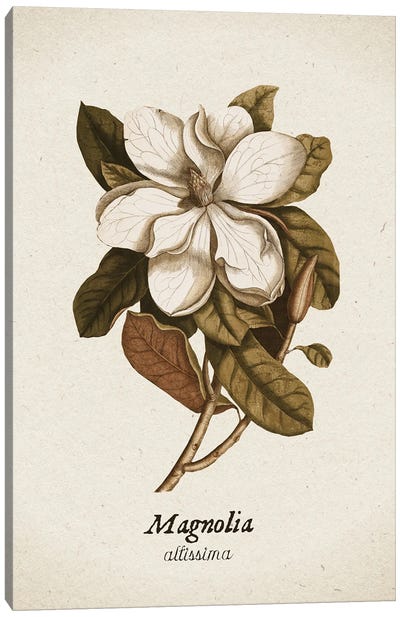 Vintage Illustration Magnolia Allisima Canvas Art Print - Magnolia Art