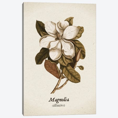 Vintage Illustration Magnolia Allisima Canvas Print #UTA358} by UtArt Canvas Art