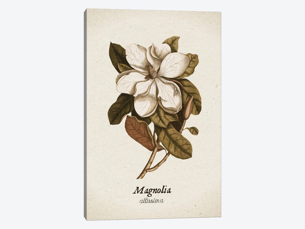 Vintage Illustration Magnolia Allisima by UtArt 1-piece Canvas Art