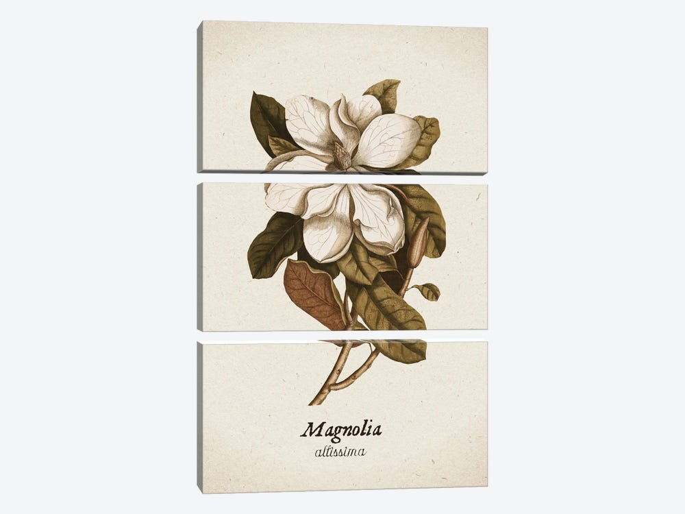 Vintage Illustration Magnolia Allisima by UtArt 3-piece Canvas Art