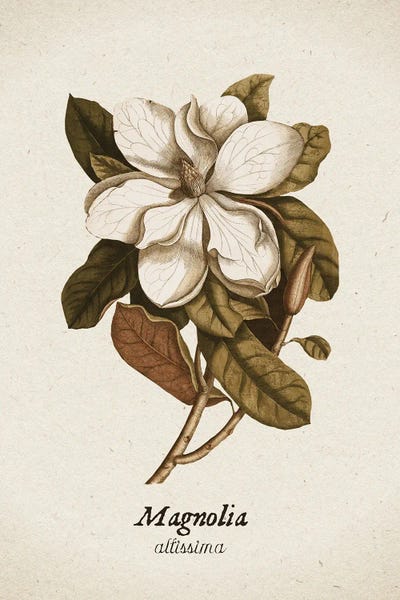 Magnolias: Vintage Illustration Magnolia Allisima by UtArt